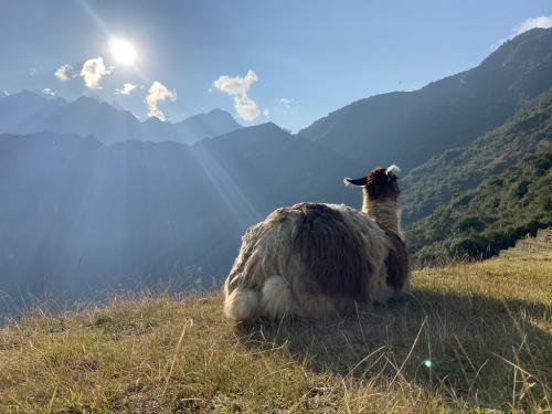 Machu Picchu