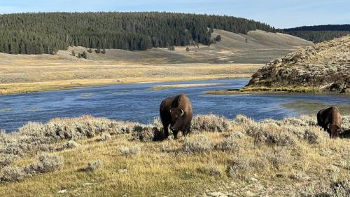 Yellowstone 