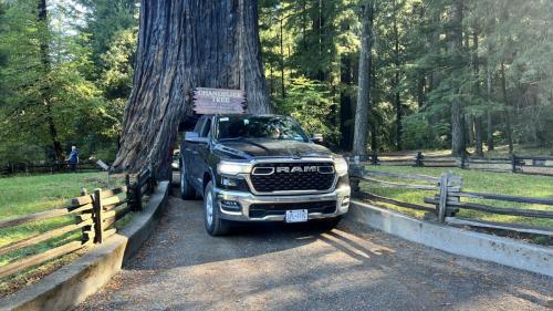 Chandelier Tree
