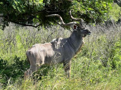 Hluhluwe Park