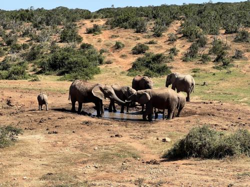Addo Park