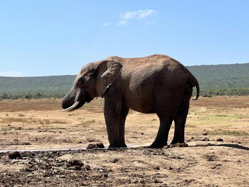 Addo Park